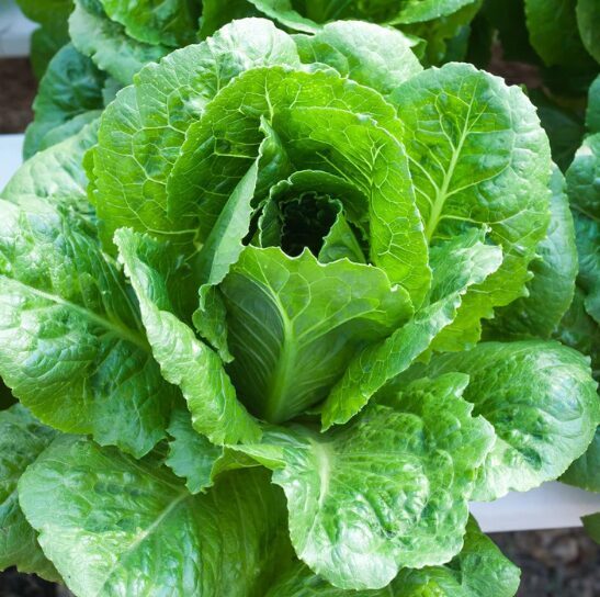 Romiešu salāti 'Crisp Mint'